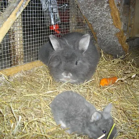 Moser בית אירוח *