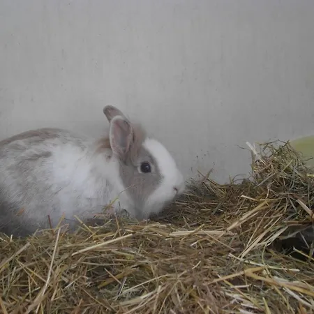 Moser בית אירוח באד גסטיין